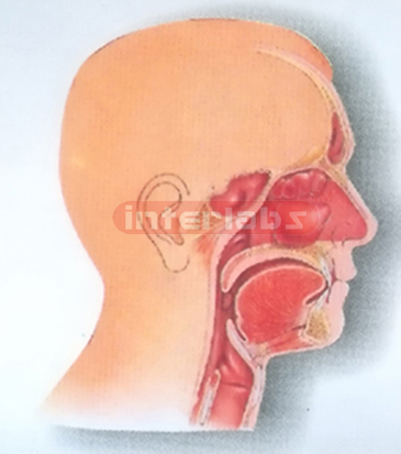 HUMAN HEAD,NOSE, THROAT CAVITIES  COMPARISON MODEL INSIDE FACE